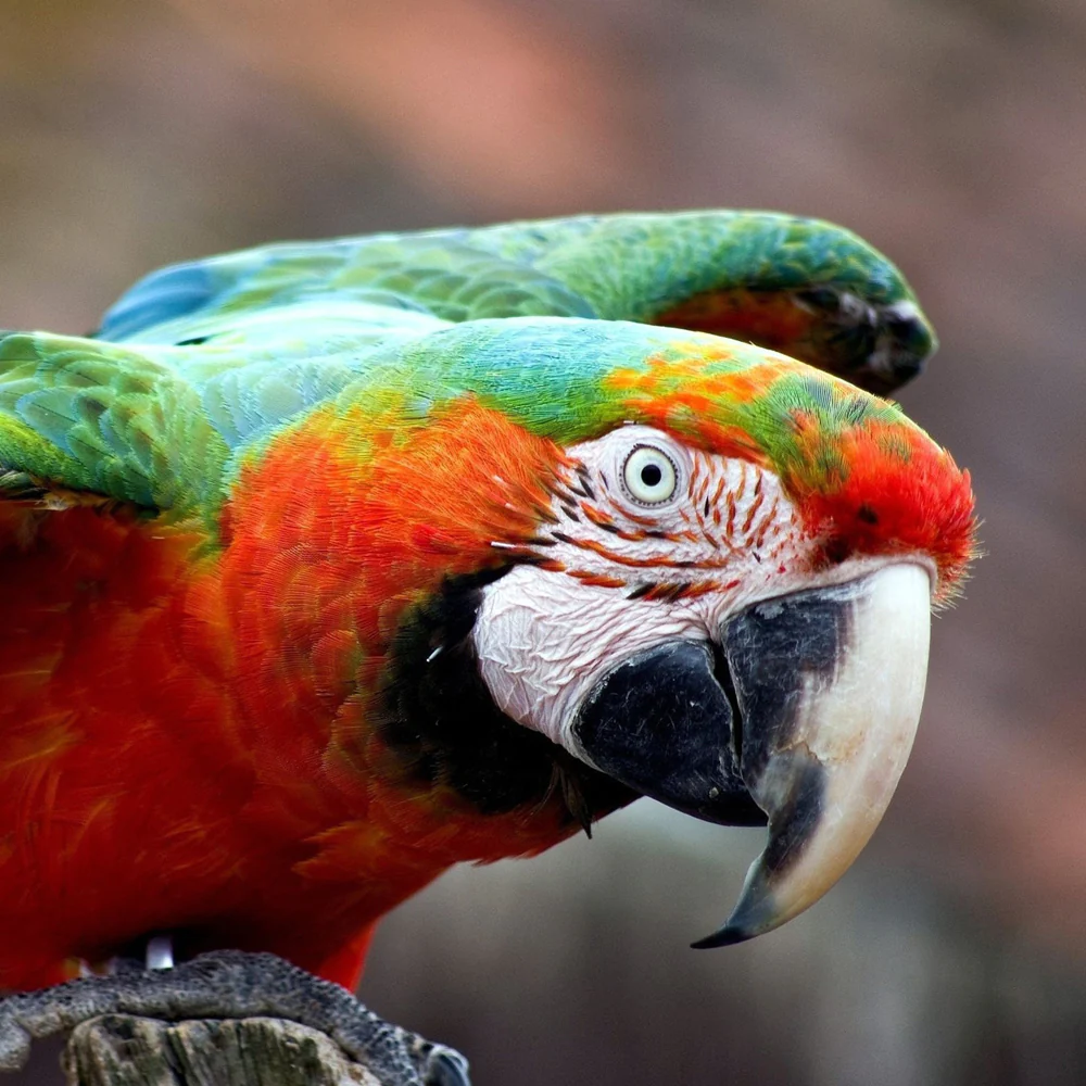 macaw-harlequin-7484_1000x.webp
