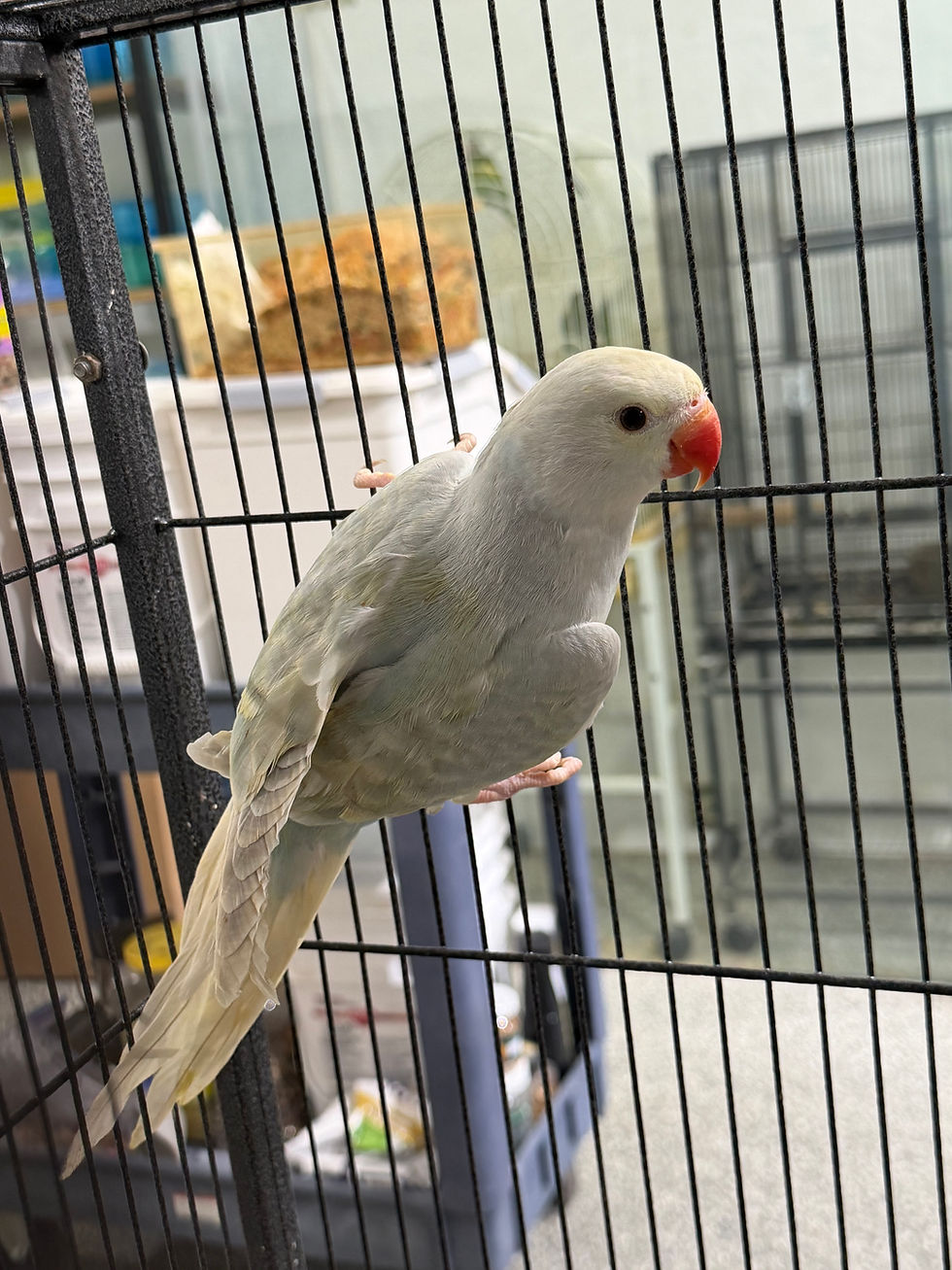 Thumbnail: Breeding ring necks 