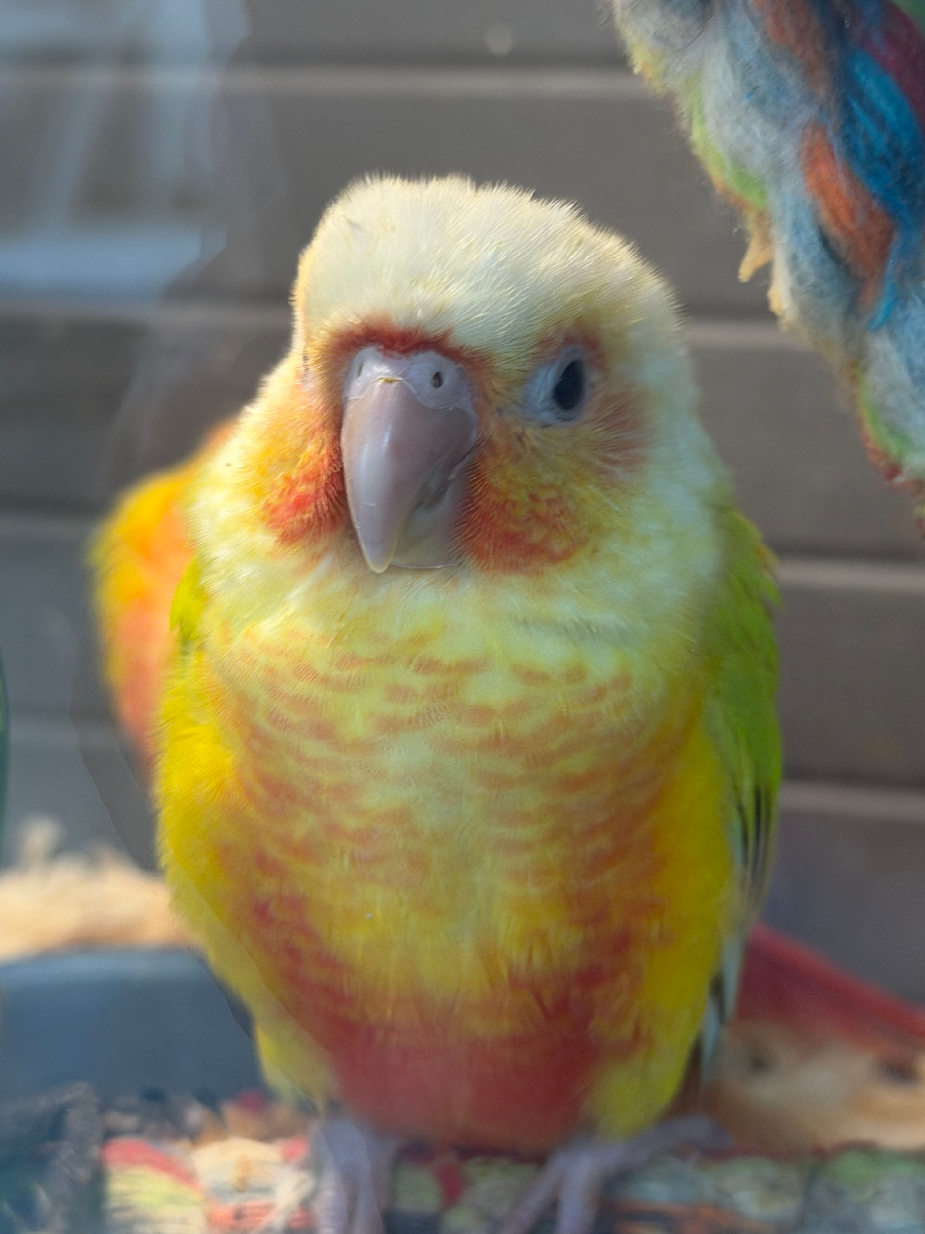 Sun cheeck