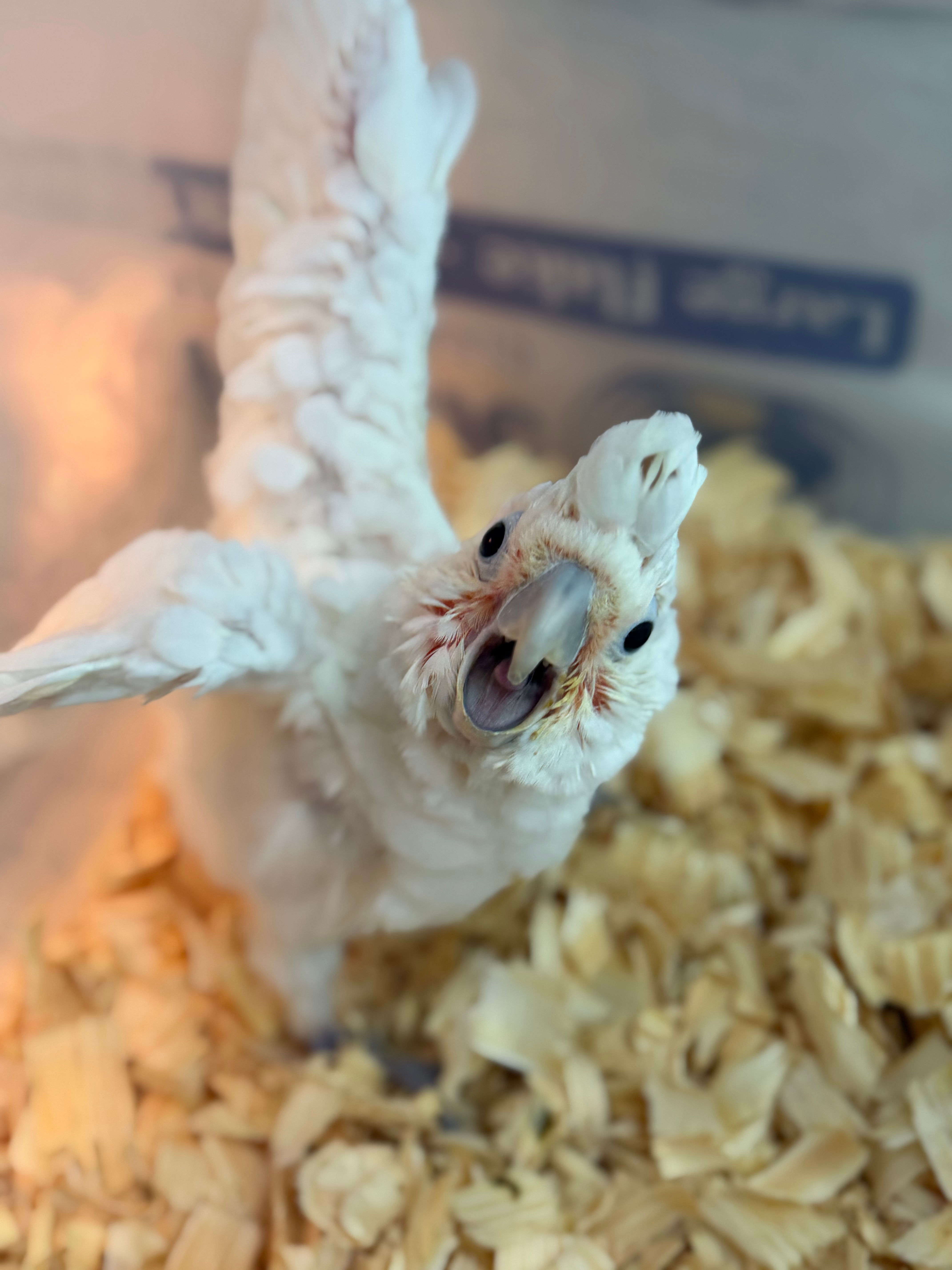 Baby goffin cockatoo 
