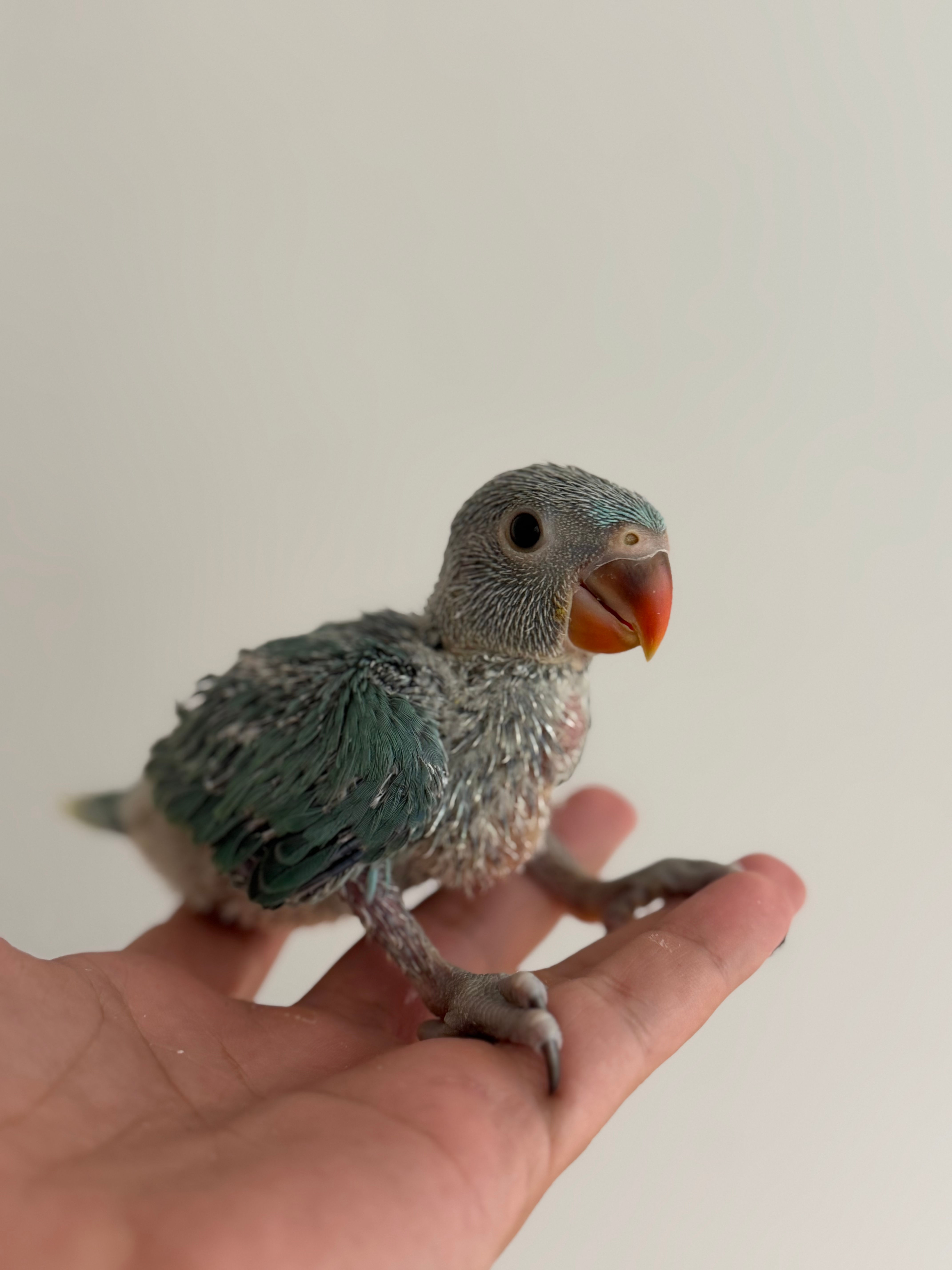 Blue ring neck 