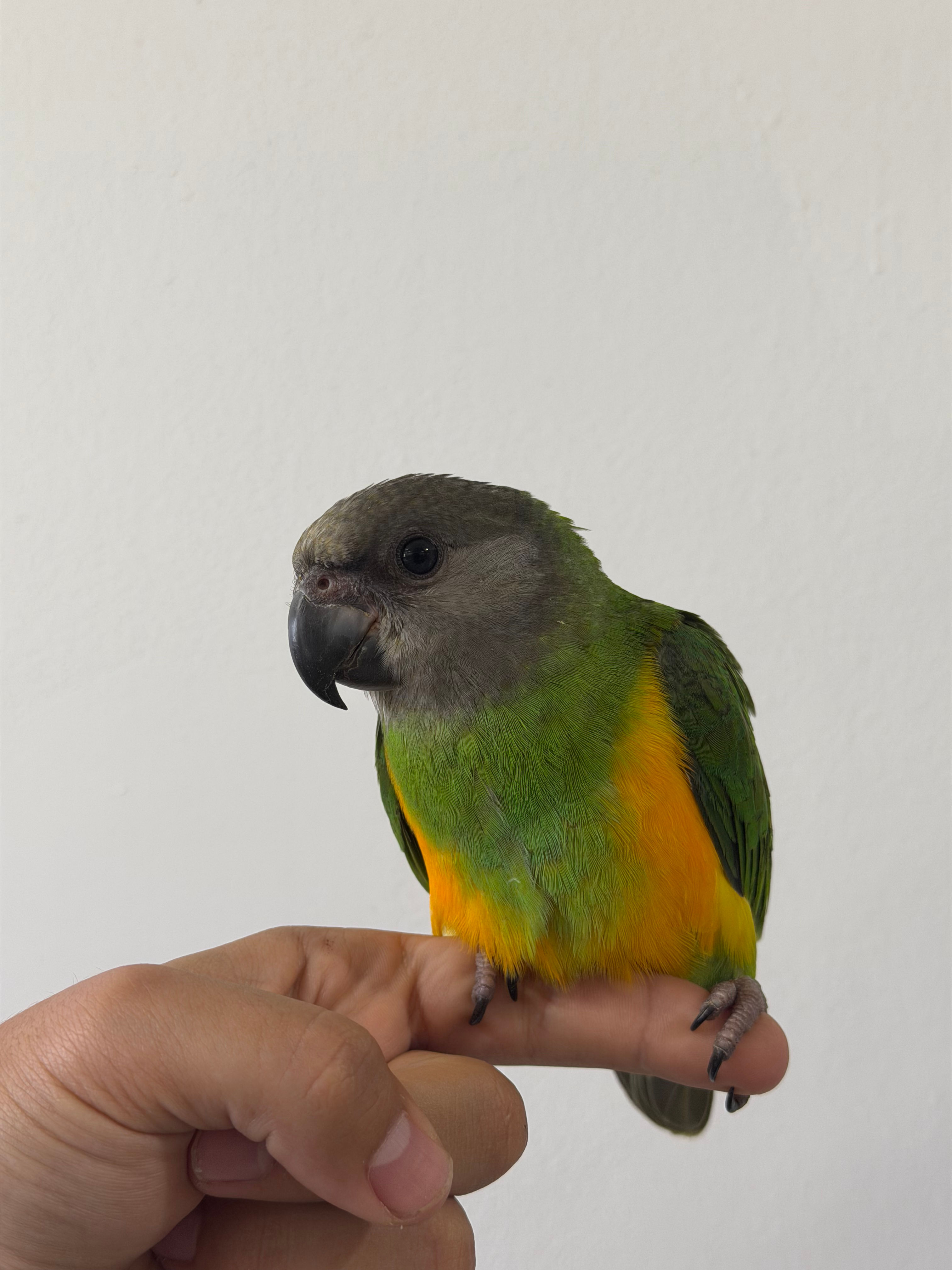 Senegal parrot baby