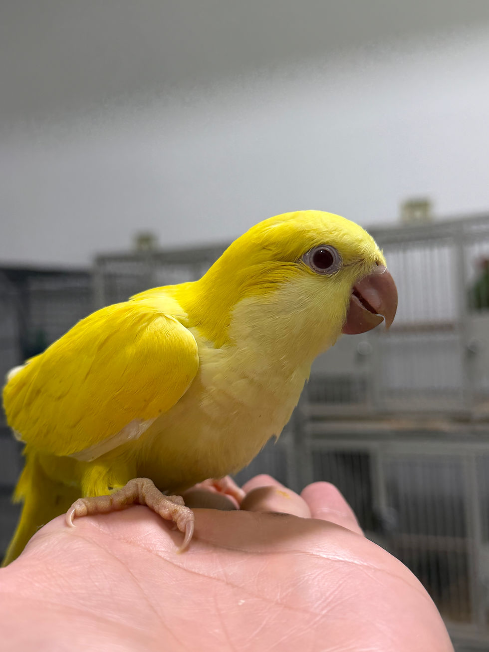 Thumbnail: Baby yellow Quaker. 