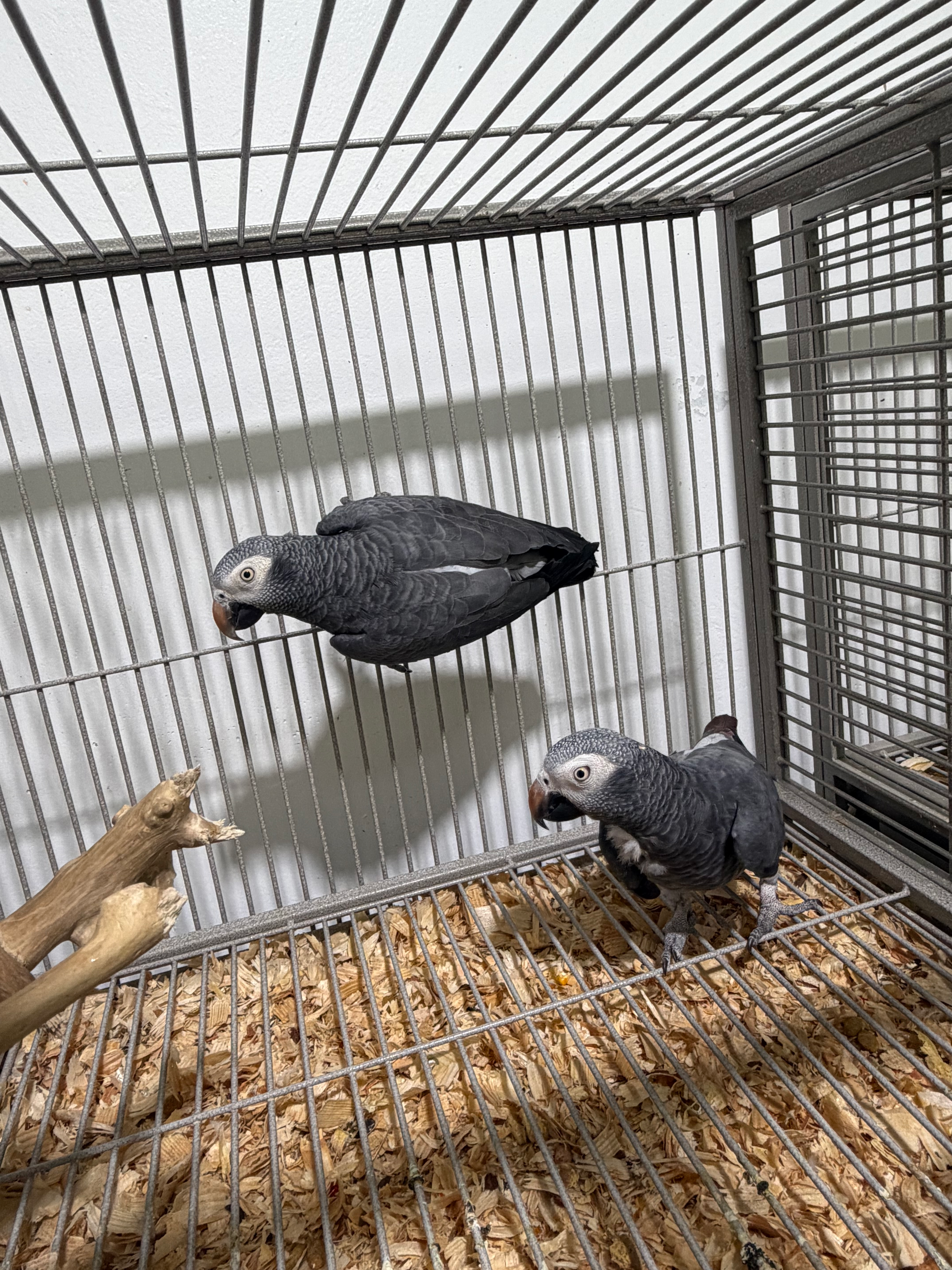 Pair of African greys timnhe