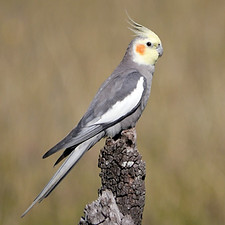 COCKATEIL