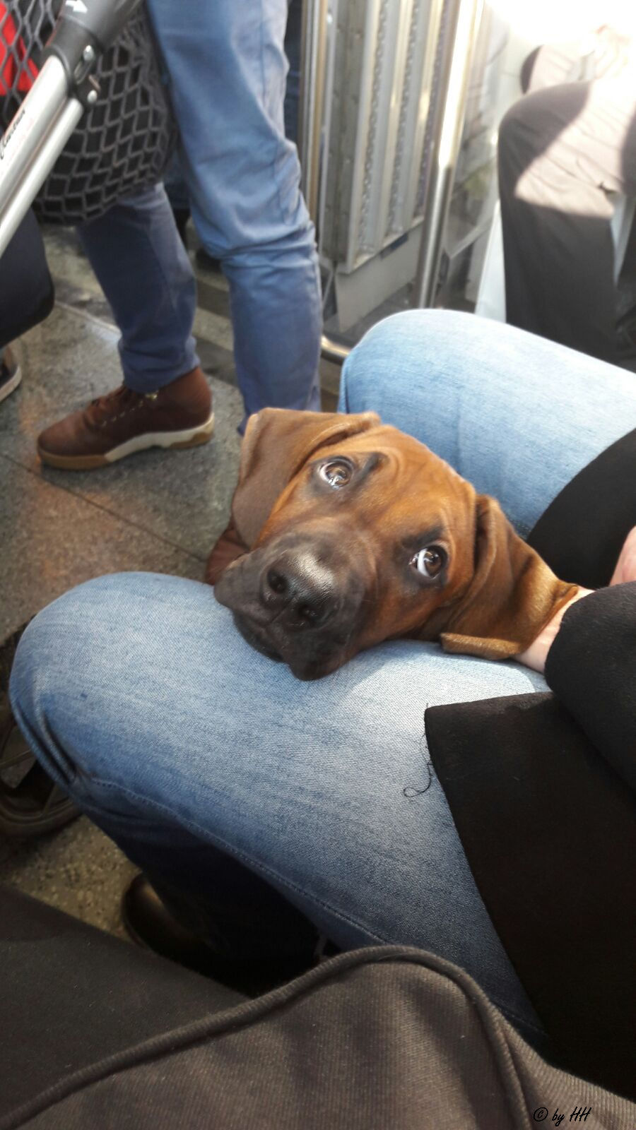 puppytime