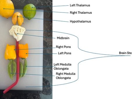 Schematic Diagram of a Brain