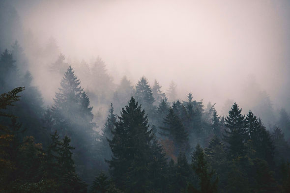 Forest _edited.jpg