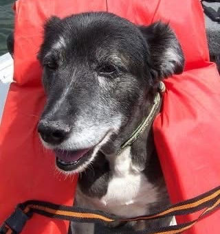 Best Friends for a Reason