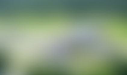 Bananas and the Elvis Rig