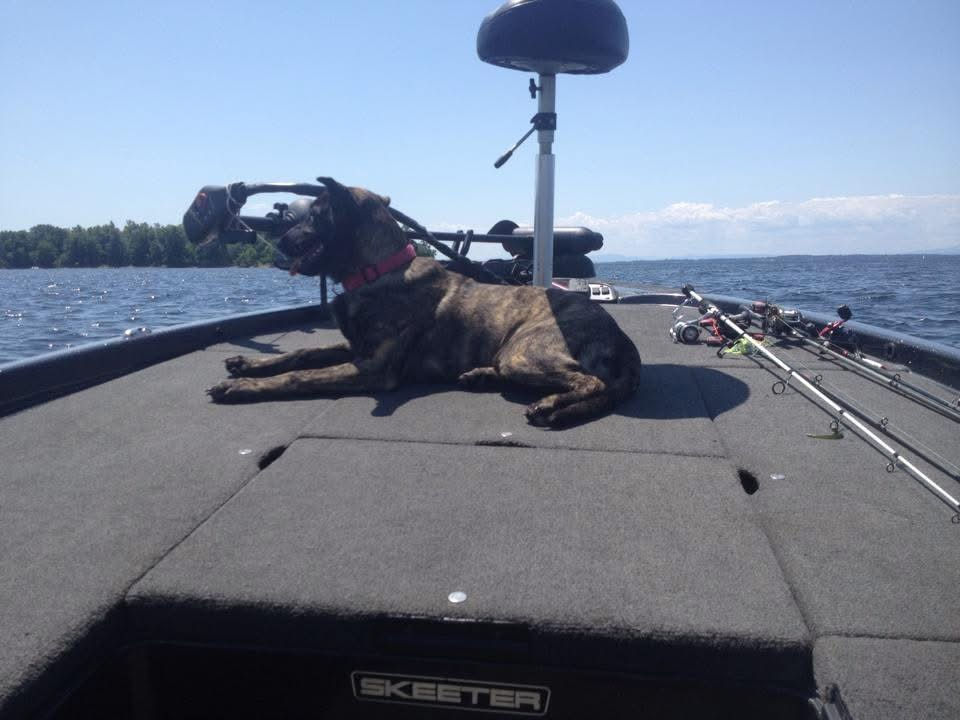 “I think there’s another dog in that boat over there. I will bark at it.”