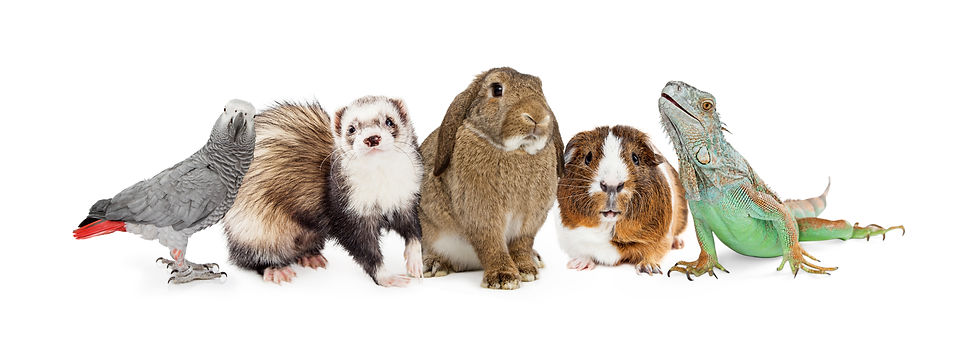 Small Pets
