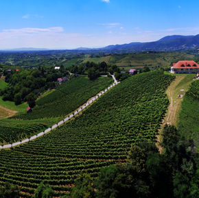 SOSKIC WINERY - O NAMA