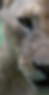 IMG_6987.PNG