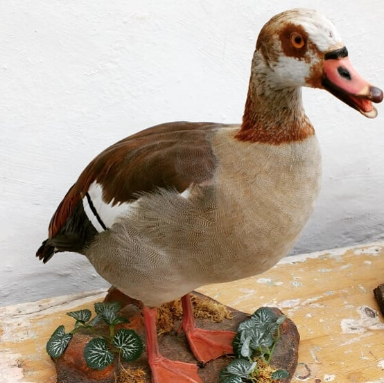 Thumbnail: A pair of Taxidermy Egyptian Geese