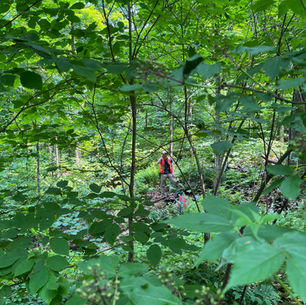 From Concrete to Canopies: My Journey in Forestry