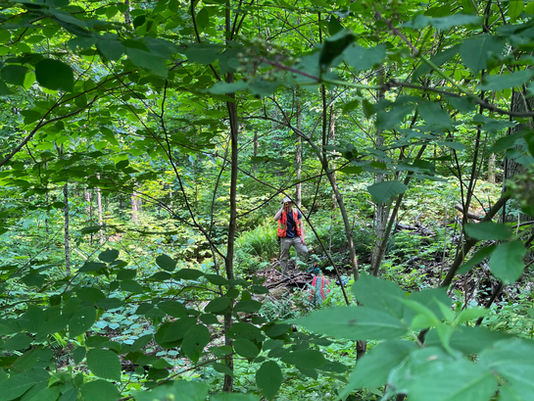 From Concrete to Canopies: My Journey in Forestry