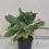 Miniature : Aglaonema Keylime