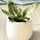 Miniature : Plante Serpent petit modèle avec pot blanc design