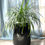 Miniature : Phormium vert grand modèle avec pot noir arrondi