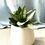 Miniature : Plante Serpent petit modèle avec pot blanc design