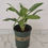 Miniature : Aglaonema Keylime