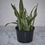 Miniature : Plante Serpent Grand Modéle