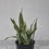 Miniature : Plante Serpent Grand Modéle