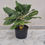 Miniature : Aglaonema Keylime