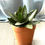 Miniature : Plante Serpent petit modèle avec pot en terre cuite