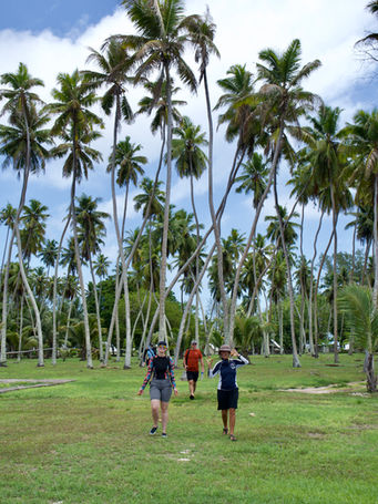 Three people stroll through a tropical grove of tall palm trees.