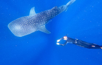 Whale shark swimming underwater with a diver in deep blue ocean.