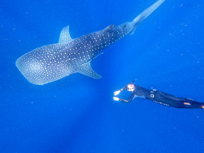 Whale shark swimming underwater with a diver in deep blue ocean.