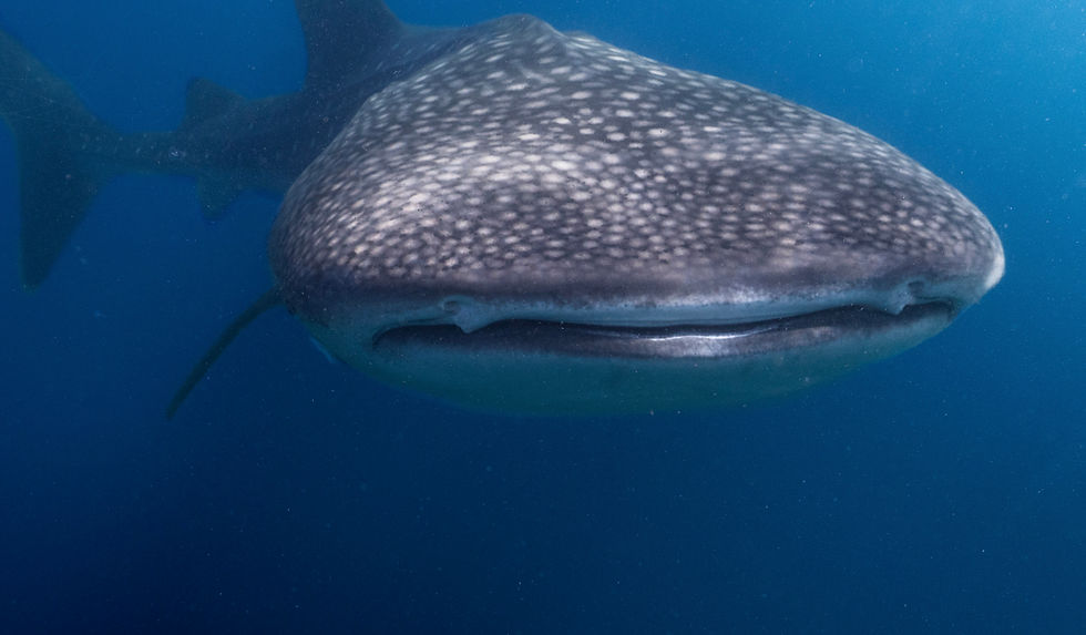 Whaleshark Season