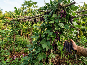 Mucuna Preta: A Aliada Ancestral da Agrofloresta e da Saúde