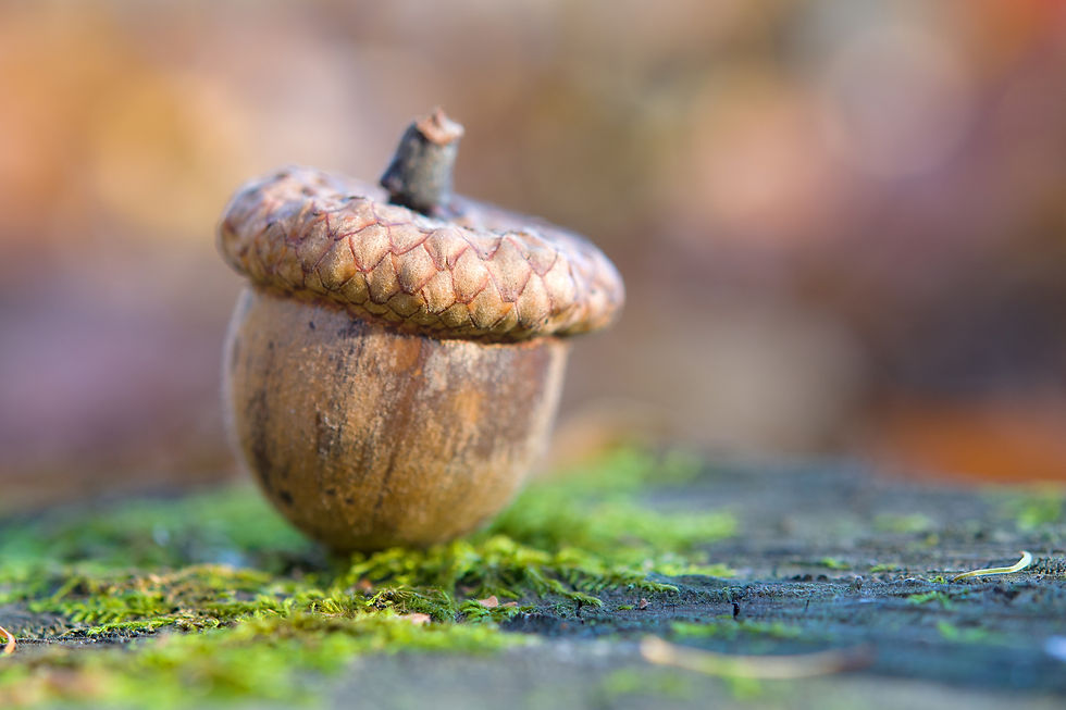 Rooting for Acorns: Navigating the Evolving Landscape of Texas Discovery Law—Hockema