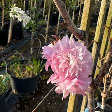 Thumbnail: Japanese Flowering Cherry