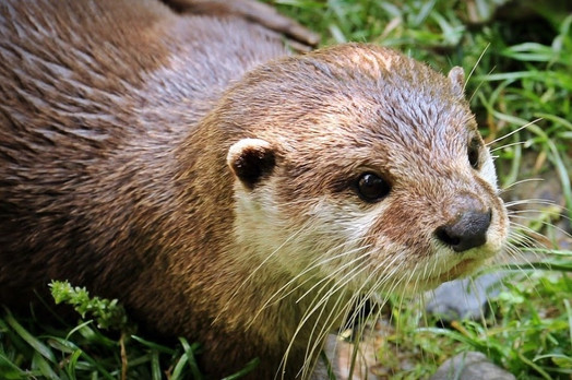 nutria.jpeg