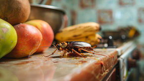Cucaracha sobre comida