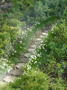 from dreaming to action