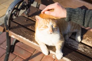 According to the personality types of C.G.Jung, the sensate personality enjoys touch and texture. including patting animal!