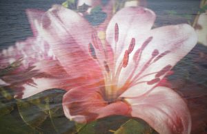 The feeling function in Jung's personality types loves beauty and anything that will create a harmonious and beautiful atmosphere. Music, flowers, gardens, balance, harmony.