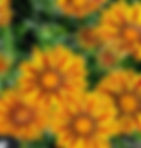 Gazania
