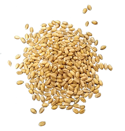 小麦粒2.png