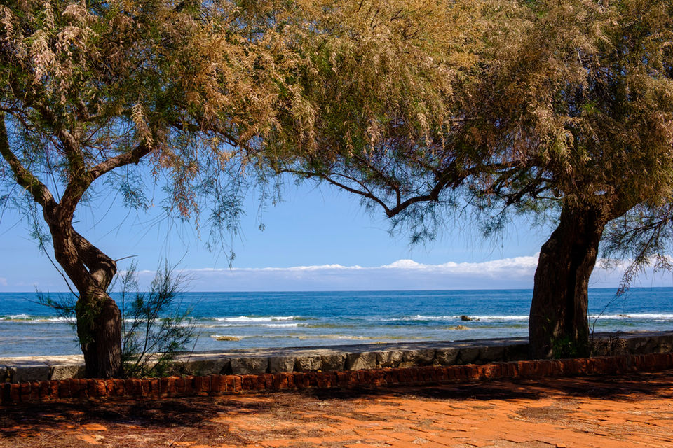 Olive trees by the sea in Marzamemi, Sicily