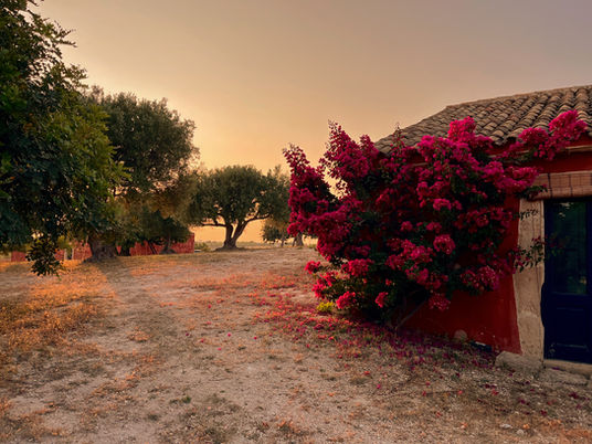 The beautiful colors of Planeta Buonivini, Noto, Siciliy - visit vinyards in Sicily