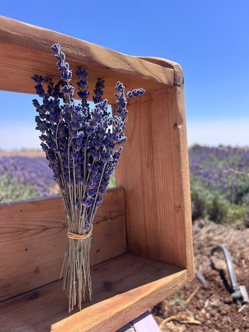 תמונה ממוזערת: זר לבנדר מיובש לסידורי פרחים