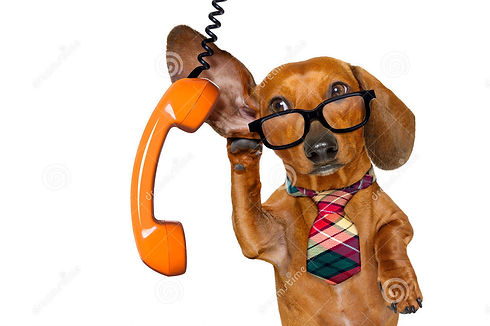 perro-del-jefe-del-oficinista-89636308.j