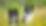 Two-dogs-in-the-spring-yellow-flowers-hazy_1920x1080.jpg
