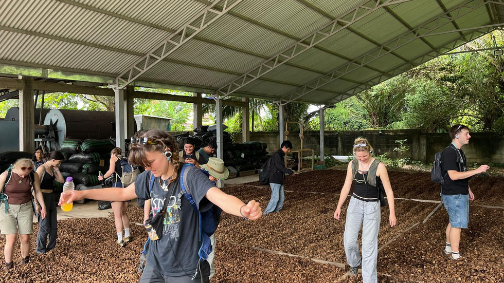 When the Forest Becomes the Solution